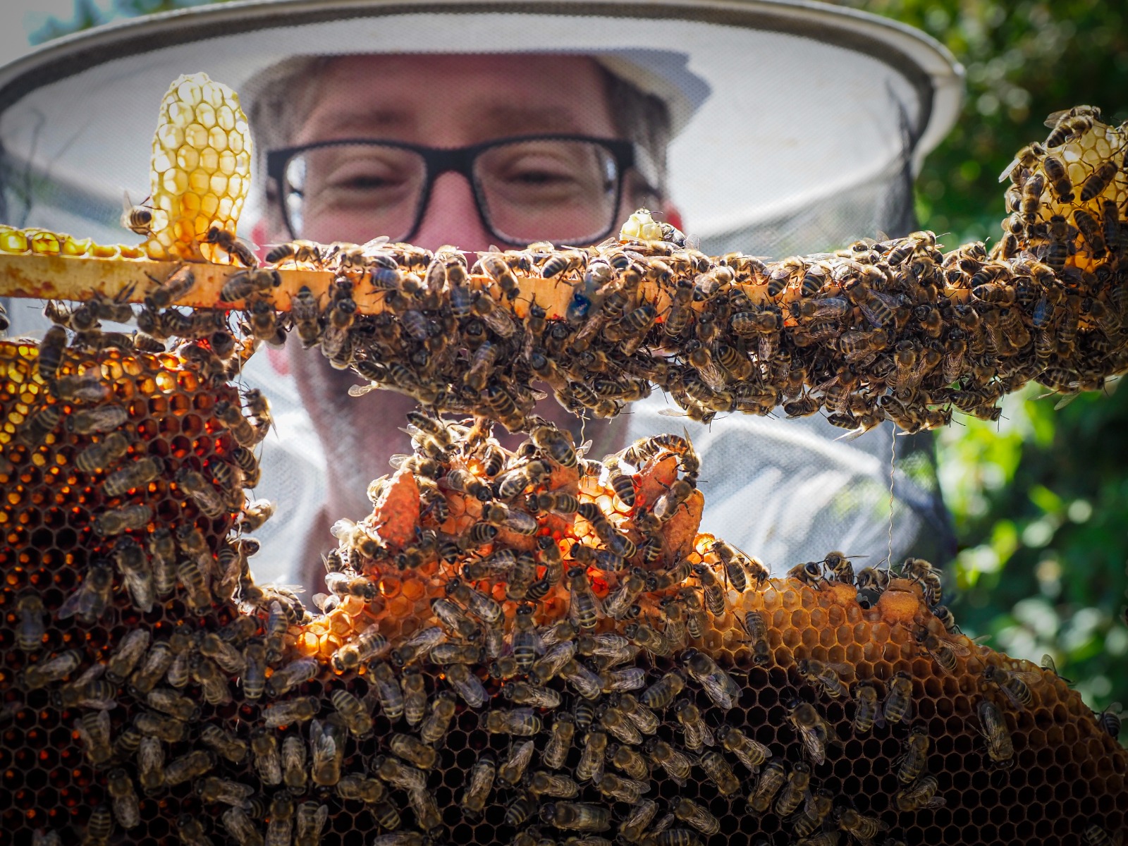 Michael rearing queen bees